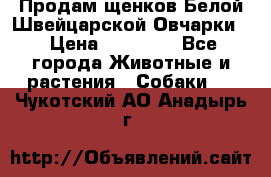 Продам щенков Белой Швейцарской Овчарки  › Цена ­ 20 000 - Все города Животные и растения » Собаки   . Чукотский АО,Анадырь г.